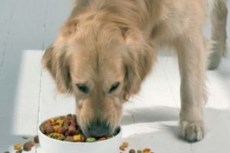 狗狗对哪些食物过敏 