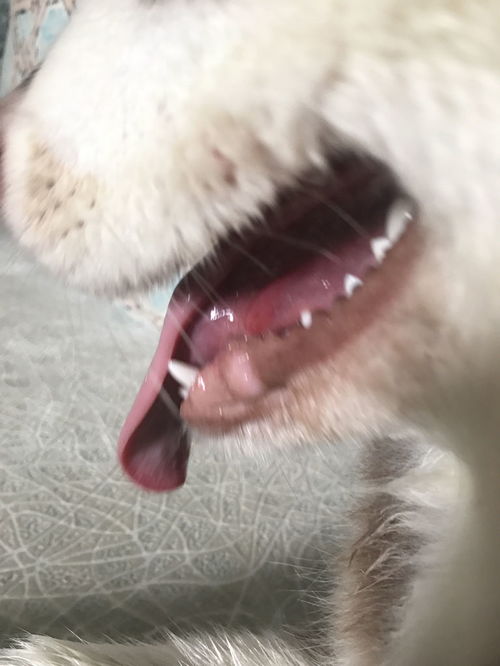 狗狗舌头下面有个大包 