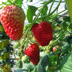草莓籽怎么取,网上买的草莓种子种植方法全过程？