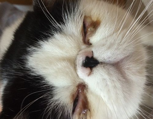 猫三联预防哪些病,打过猫三联后猫咪还会感染鼻支吗 
