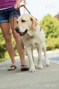 宠派盟告诉你金毛犬与拉布拉多犬有哪些不同之处 