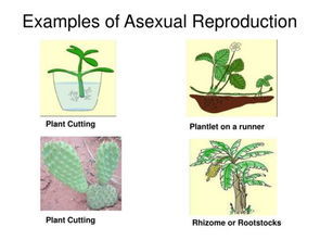 托福背景知识丨关于植物的播种和生长,你必须知道的几个重点