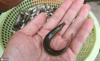 泥鳅养殖 泥鳅的养殖方法和技术