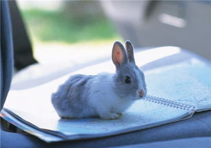 一个月大的兔子一天至少喝多少水 