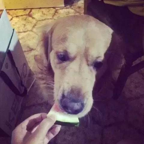 狗狗夏天能吃西瓜么 