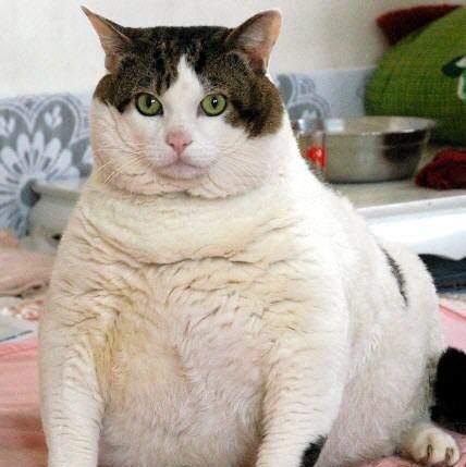 小猫怎么才能养得更胖 想要一只胖胖哒的猫咪,需要做到这几点