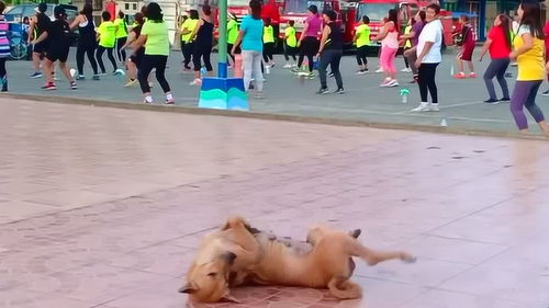 看到这么多人跳广场舞 