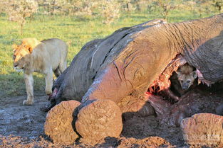 狮子 鬣狗 秃鹫 一头大象的尸体 