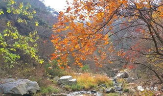 秋风起了,龙潭峡谷的银杏黄了,枫叶也红了,太美了 