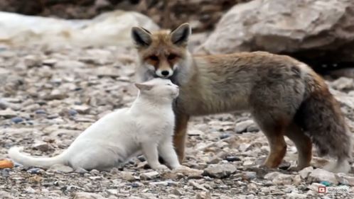 土耳其流浪猫被狐狸追着咬,没成想 它还挺开心