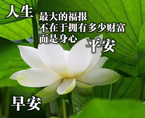 最新早上好问候语及关心话 清晨问好的句子配鲜花动态表情动画图