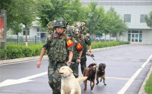 高原警犬兵,带你体验不一样的风采