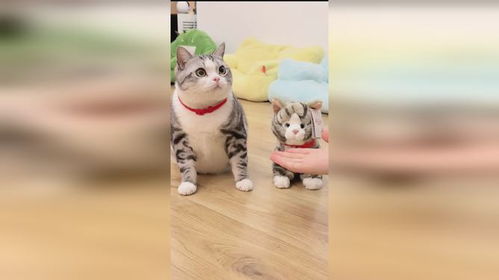 如何一分钟教会小猫握手