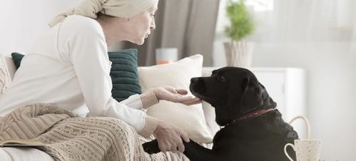 狗狗如果得了癌症,主人可以做些什么,帮狗狗过得更加舒心