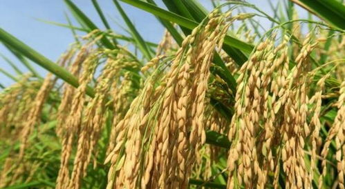 水稻什么时候适合 施钾肥 专家 最好不要错过这个时间