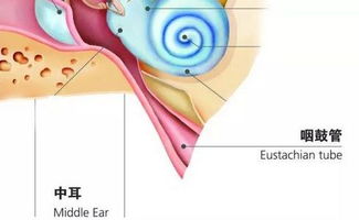 中耳炎有哪些症状 如何预防中耳炎