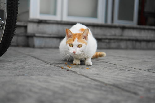 学校里的猫 