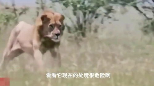 狮子VS猎豹 猎豹母亲不能保护小猎豹免受狮子狩猎,狮子太可怕了