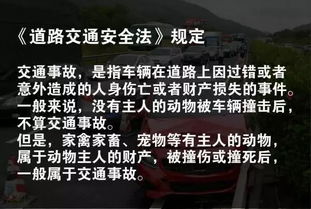 开车遇到这件事,直接撞更安全,千万别打方向盘