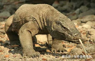 全球最大的蜥蜴,被人们称之为 恐龙再世 ,唯一天敌竟是同类 