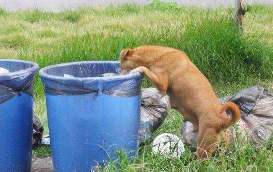 狗总会趁人不注意时偷翻垃圾桶,如何帮它改正这一坏习惯