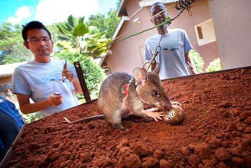 非洲老鼠立了大功 轻松扫几十万颗地雷,报酬只要一块小饼干