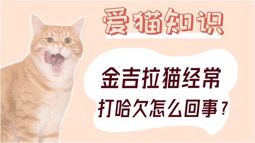 金吉拉猫经常打哈欠怎么回事 