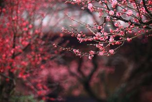 新年游根宫佛国,览五千年文明之璀璨 