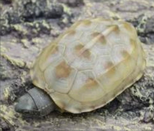 精养乌龟 一篇适合所有阶段水龟龟友的文章