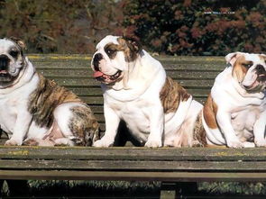 找一些各种品种的狗狗照片和名称 要一一对应额