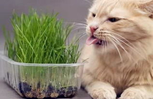 猫草怎么种 猫草怎么种植 