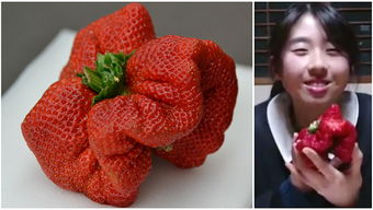 日本一草莓重达半斤 打破世界纪录
