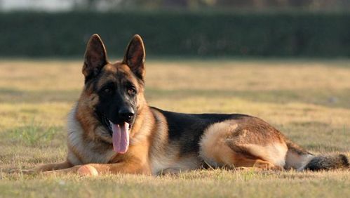 狗狗禁养名单 ,德国牧羊犬被禁养,一只优秀又忠诚的犬种
