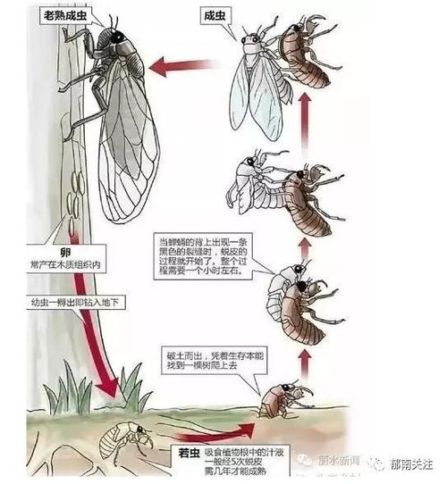 郁南儿时最有趣的事,捉知渣 知了 你还记得吗