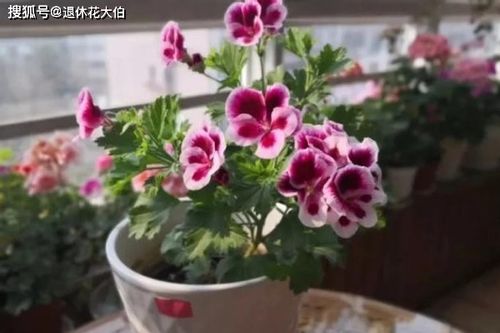 花草扦插范本 拿这4样育苗,这么操作简单易学 成活率特高