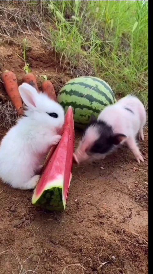 小白兔和小猪太可爱了 