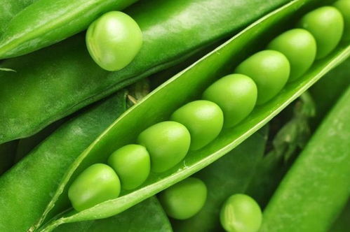 豆类蔬菜有哪些品种豆科蔬菜品种名称大全,做菜的豆子都有哪些品种？