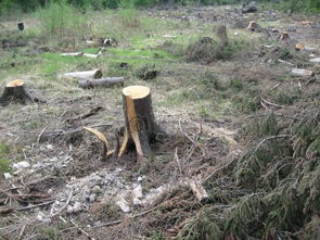 砍伐树木会带来什么危害 