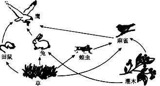 如图是某草原生态系统中各生物之间的关系.请分析回答. 1 该生态系统中.草和灌木属于生产者. 2 该生态系统中.各种生物营养关系构成食物链.图中食物链共有6条. 3 