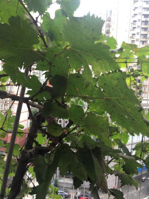 葡萄树叶子下面的是不是虫卵 葡萄是不是得了葡萄穗轴褐枯病 