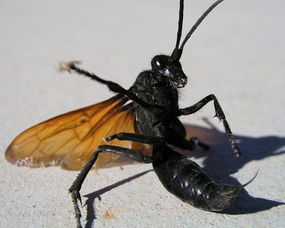 世界现存最大昆虫物种,竟然这么大......
