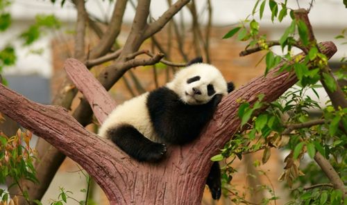外国网友是怎么评价大熊猫的 他们到底有多喜欢大熊猫