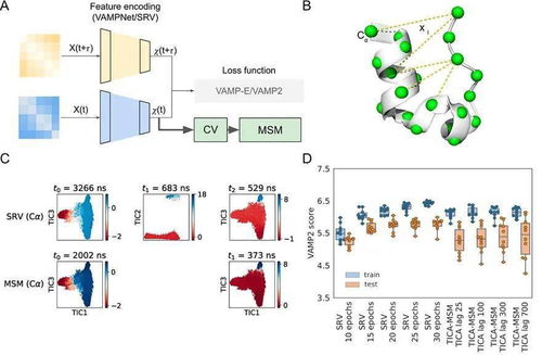 利用机器学习理论结合马尔科夫态模型揭示蛋白的功能性动力学过程
