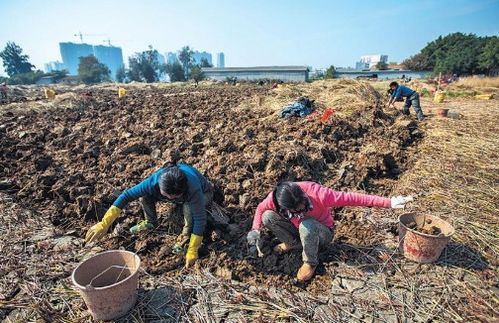 俗称 地下雪梨 ,南方从小吃到大,北方市场少见,去皮10元1斤