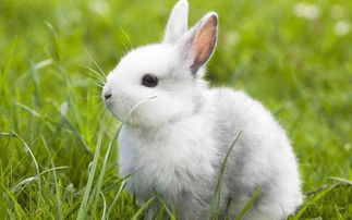 兔子讨厌主人的十种表现 兔子信任主人的姿势