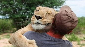 男子和小狮子感情深,多年后狮子再遇男子,做出的反应令人泪奔