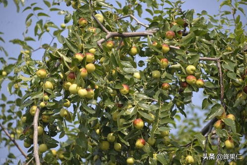 圆枣子几年结果实种植多久可以挂果,枣树几年结枣？