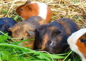 荷兰鼠 又名荷兰猪 怎么养 多久能与人熟悉 多少钱一只