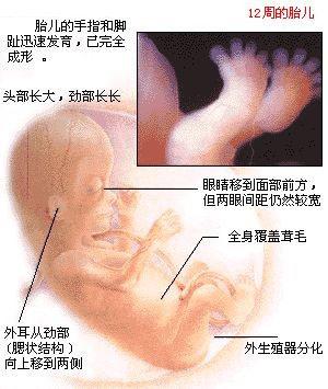 胎儿在十二周时的发育情况