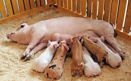 养母猪和育肥猪哪个利润大 养母猪划算还是育肥猪划算